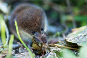 Шаттл: фото та опис little devil Шаттл: фото та опис little devil